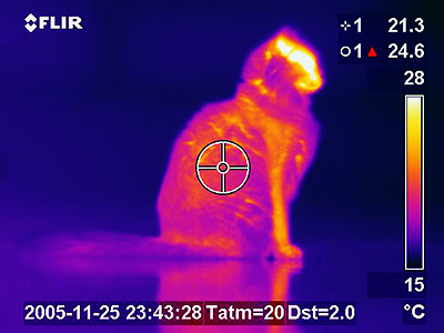 Figure 2: Thermal Image of a Cat (Source: flir.com}