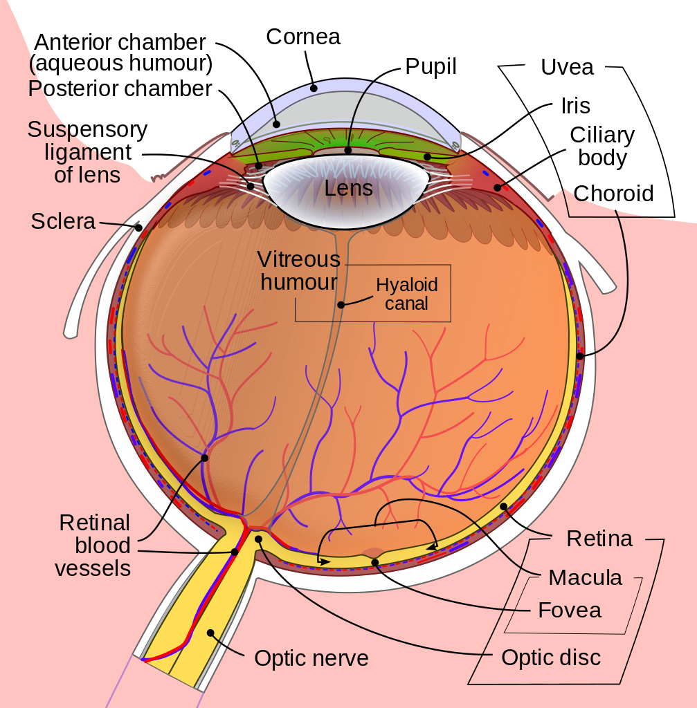 Retinal Scan of Human Eye