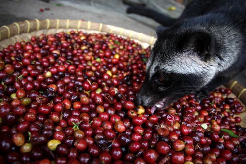 What’s Hiding in the World’s Most Expensive Cup of Coffee?