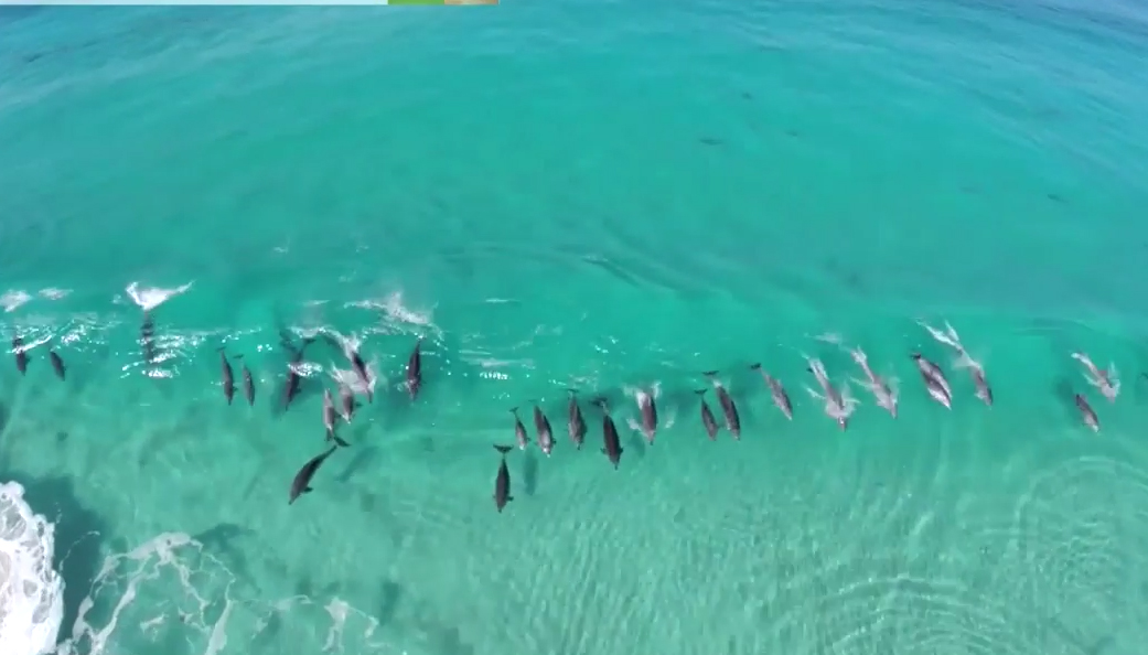 Quadcopter Captures Amazing Video of 30 Dolphins