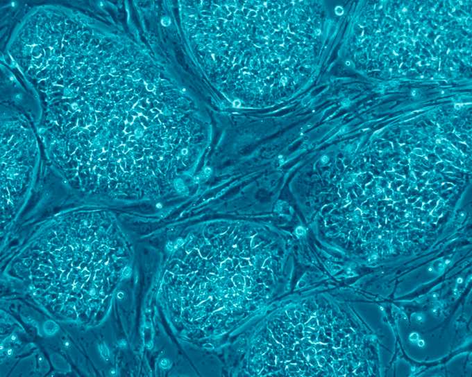 Scientists Discover New Methods of Obtaining Stem Cells