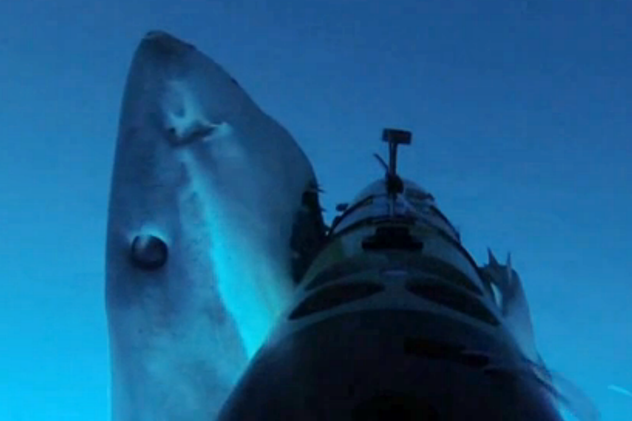 Shark Tries To Eat The Robot That’s Been Following It Around…