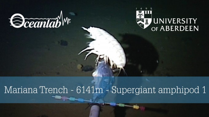 Scientists Discover New Record-Holder For Deepest-Swimming Fish Ever Filmed In The Mariana Trench