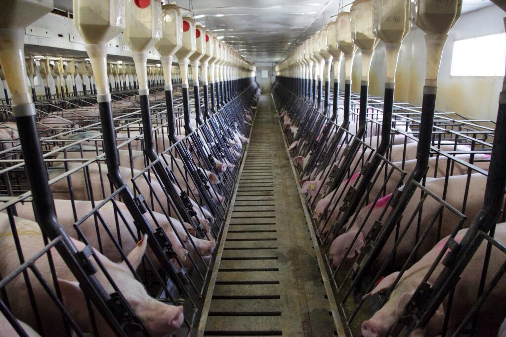 Spy Drone Exposes Pig Factory – Is It Sustainable?
