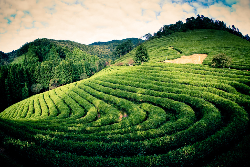 The American Chemical Association Determines Green Tea Can Make MRIs More Distinct