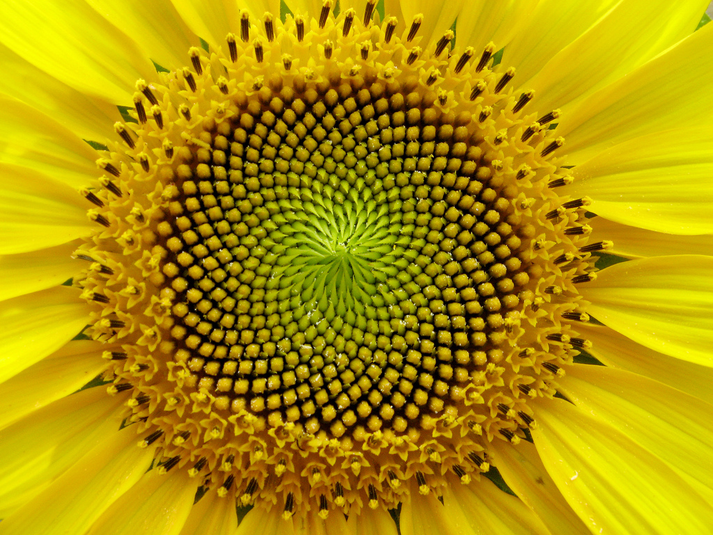 Sunflowers Could Help Fix the World’s Cybersecurity Fiasco