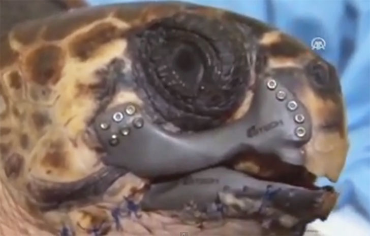 Injured Loggerhead Turtle Given 3D-Printed Jaw Made From Titanium