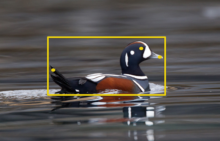 “Merlin” Identifies Birds By a Photo: A Sort of “Face Recognition Tech” for Ornithology