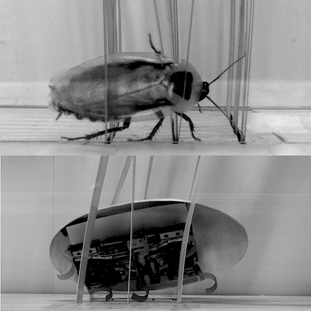 Team From Berkeley Created This Robot Cockroach and It Will Creep You Out!