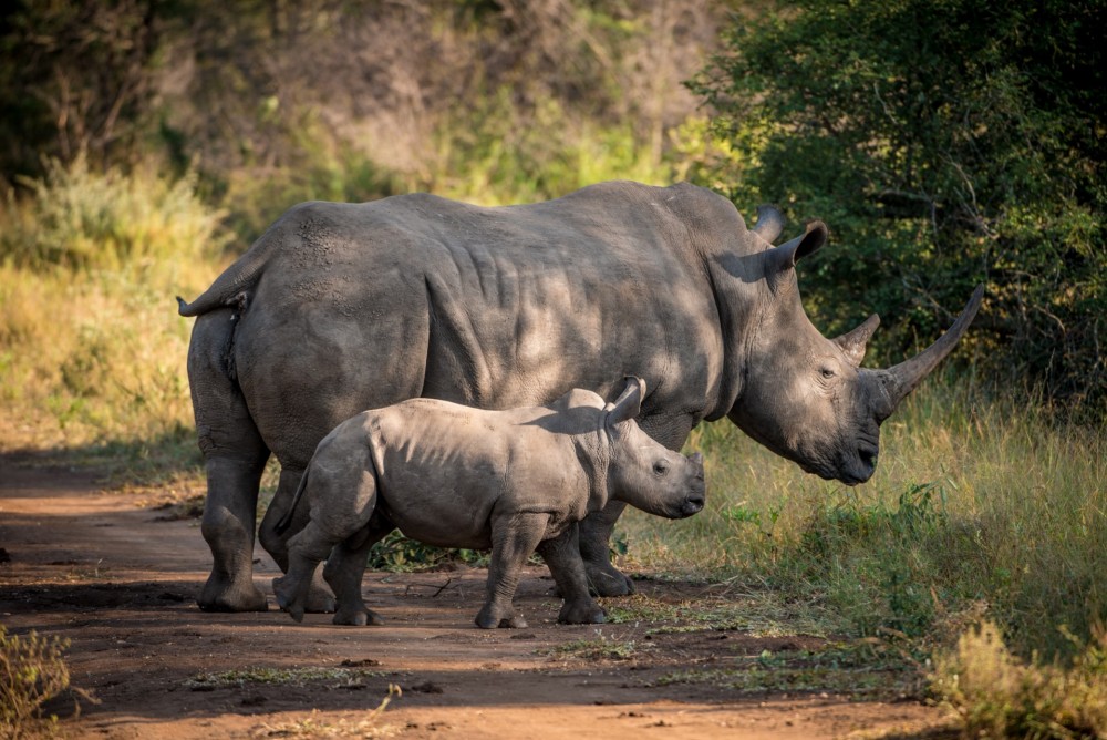 Protecting Rhinos with Technology