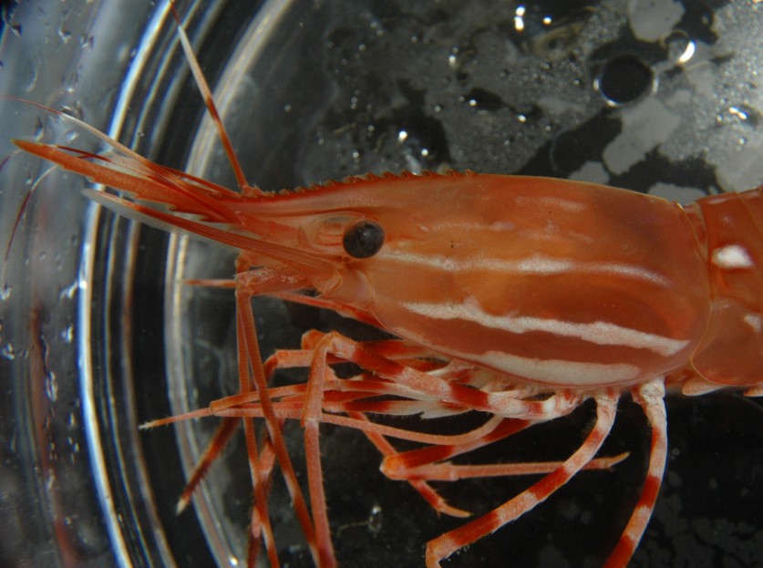 Shrimp Exoskeletons May Aid Development of Advanced Composites