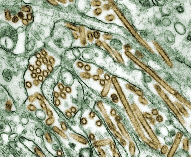 30,000 Year Old Dormant Monster Virus is Still Ticking
