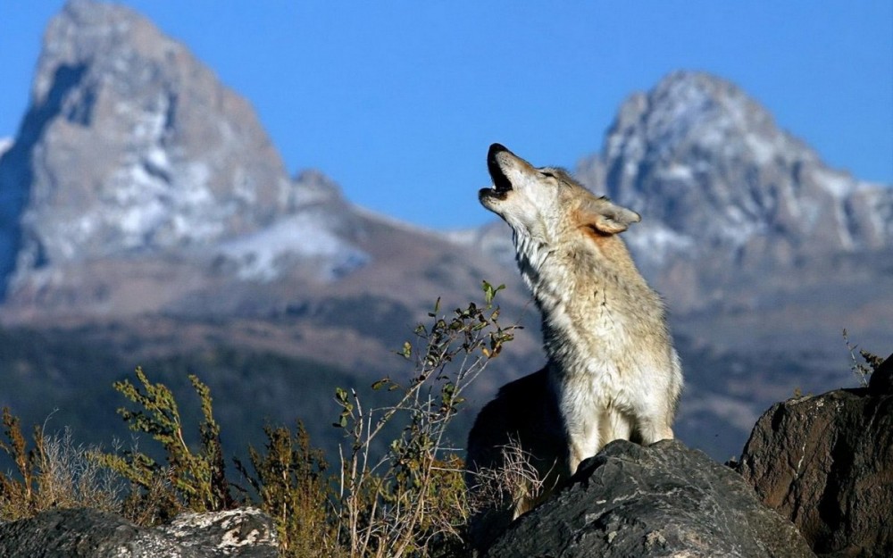 How Wolves Change Rivers: Fact or Fiction? (Video)