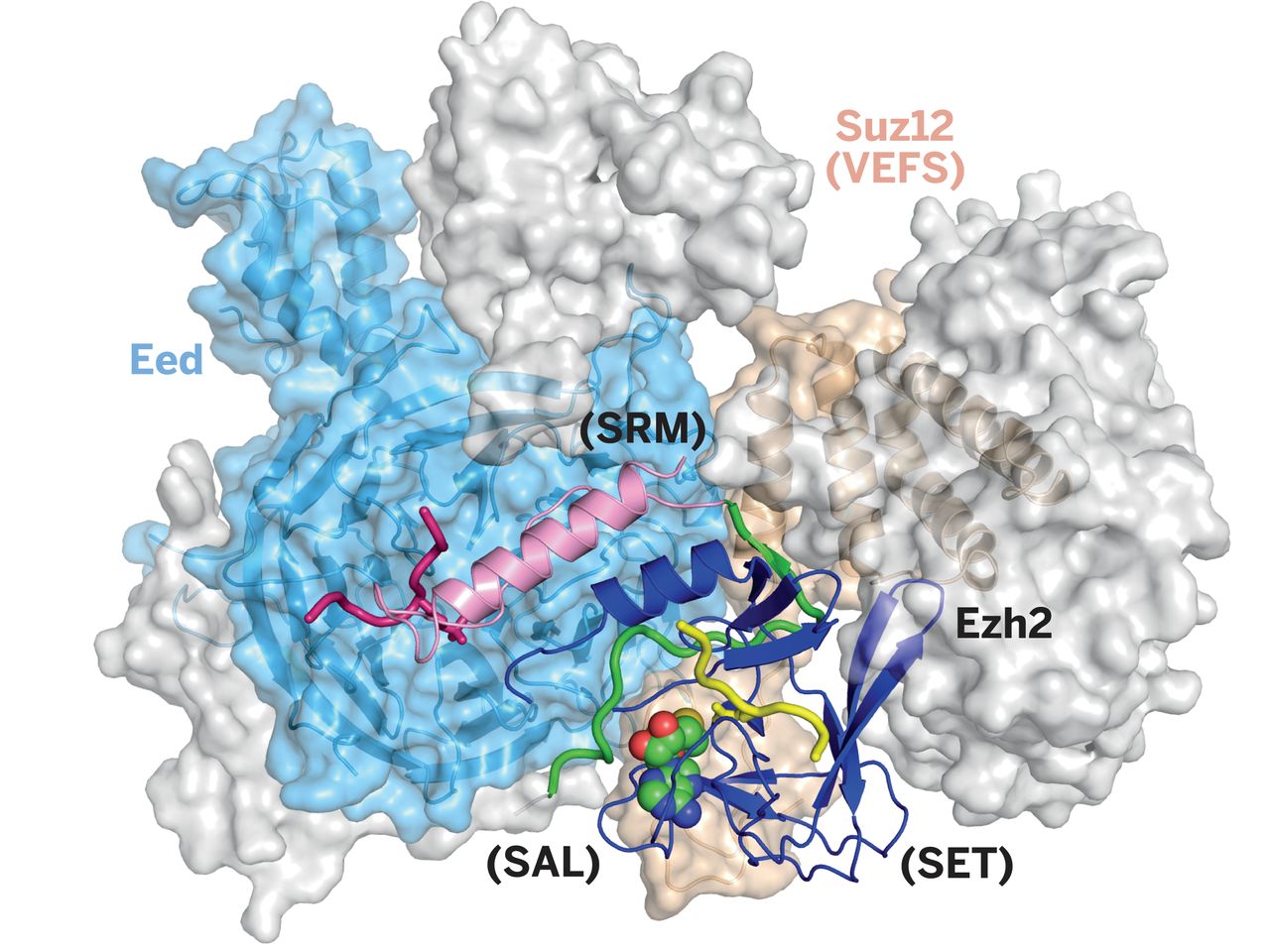 Scientists Decode the Role of the PRC2 Enzyme in Causing Cancer