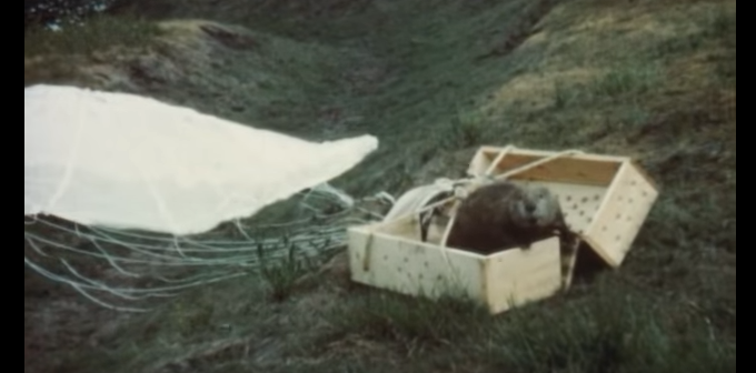 Long-Lost Footage of Relocation Project Shows Beavers Parachuting In the 1950s