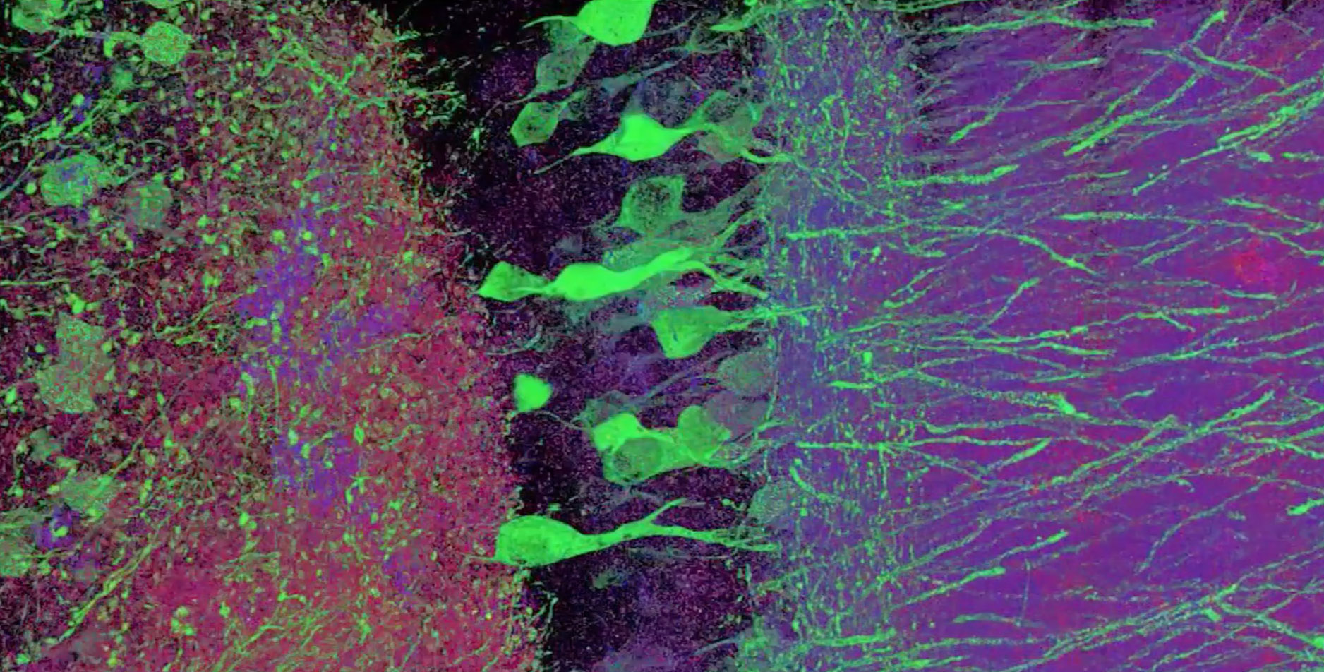 MIT Scientists Discover Mechanism That Strengthens Neuron Synapses