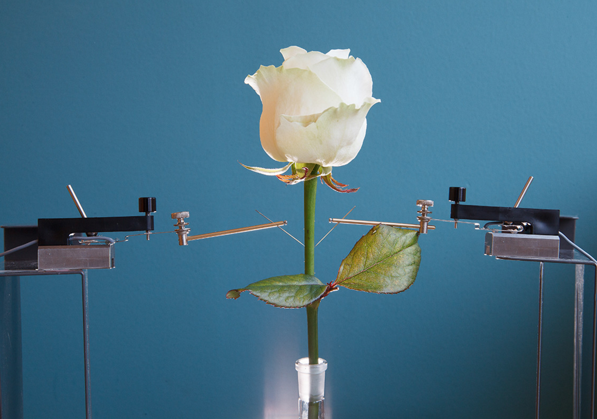 Scientists Create an Incredible Cyborg Rose with Electrical Veins and Circuits