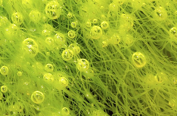 Green Power Source Algae Could Help Cope With Climate Change
