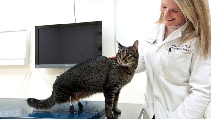 Cat Gets 3D Printed Titanium Prosthetic Legs to Help It Walk