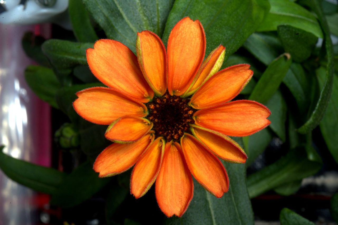 US Astronaut Scott Kelly Shares Picture of the First Flower Grown in Space