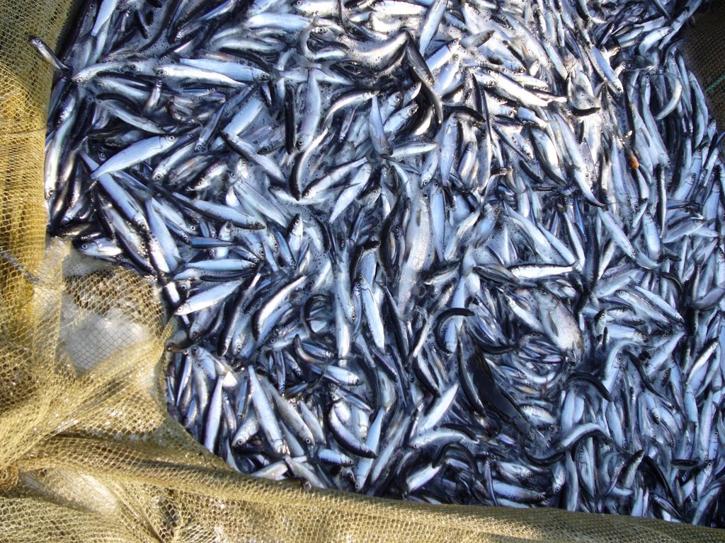 Global Fisheries Crisis - Bluefin Tuna