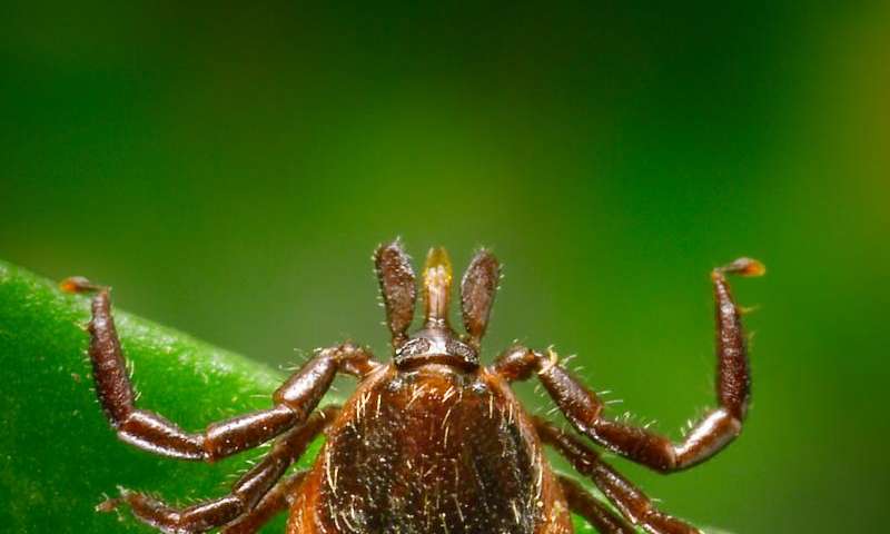 Experimental Tests State That Lyme Disease Can Now Be Detected Near Infection Time