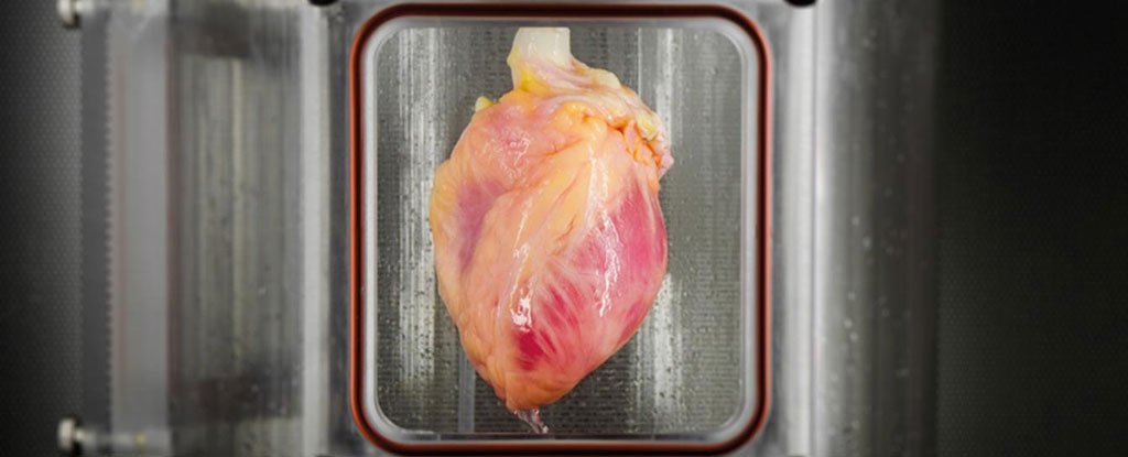 Scientists Grow Working Heart Muscle From Stem Cells