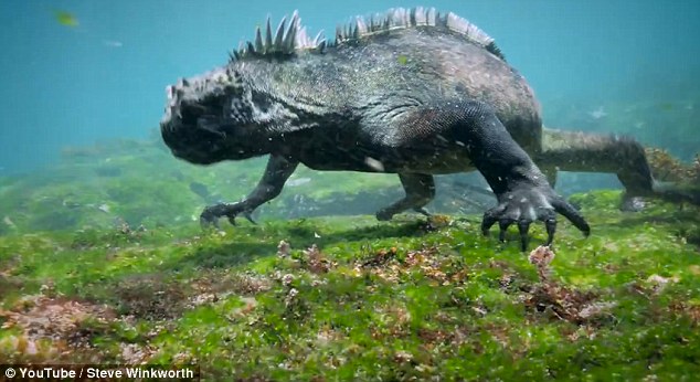 Bizarre ‘Humanoid Godzilla,’ is Filmed Off the Coast of the Galapagos Islands Looking for Food