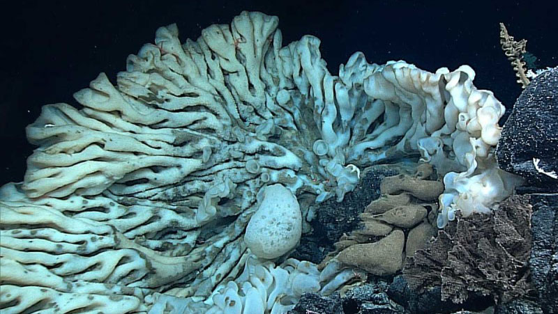 The World’s Largest Sponge is Massive at 11 Feet Long and 6 Feet Wide