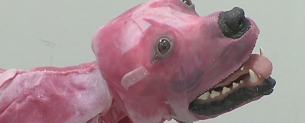 This New Synthetic Dog Breathes, Bleeds, and Even Dies for Veterinary Students
