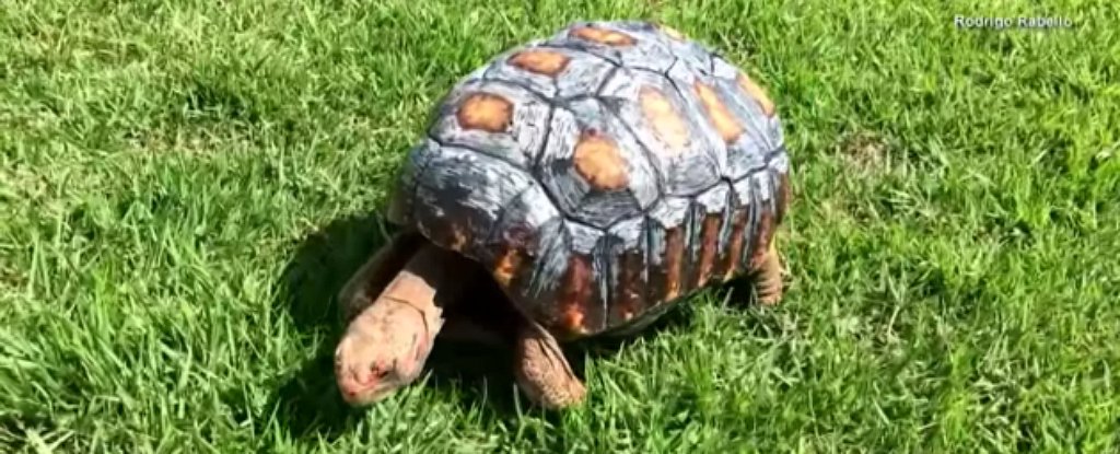 Injured in a Bush Fire, Tortoise Gets World’s First 3D Printed Shell
