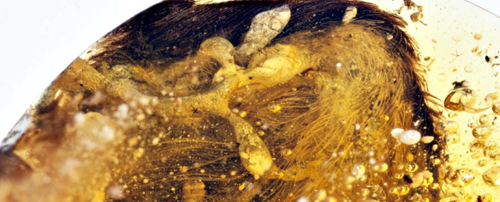 99 Million Year Old Dinosaur Bird Wings Found Preserved in Amber