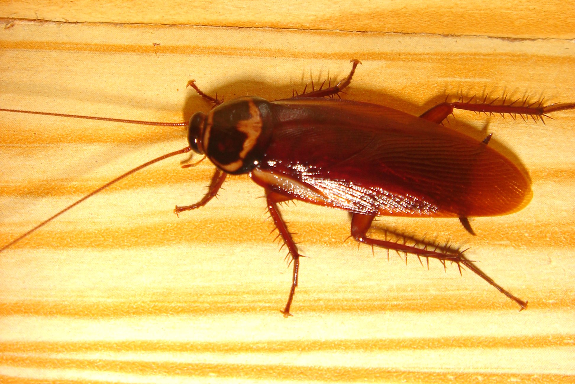 Cockroach Milk Soon Will Soon Be on the Menu as a Superfood