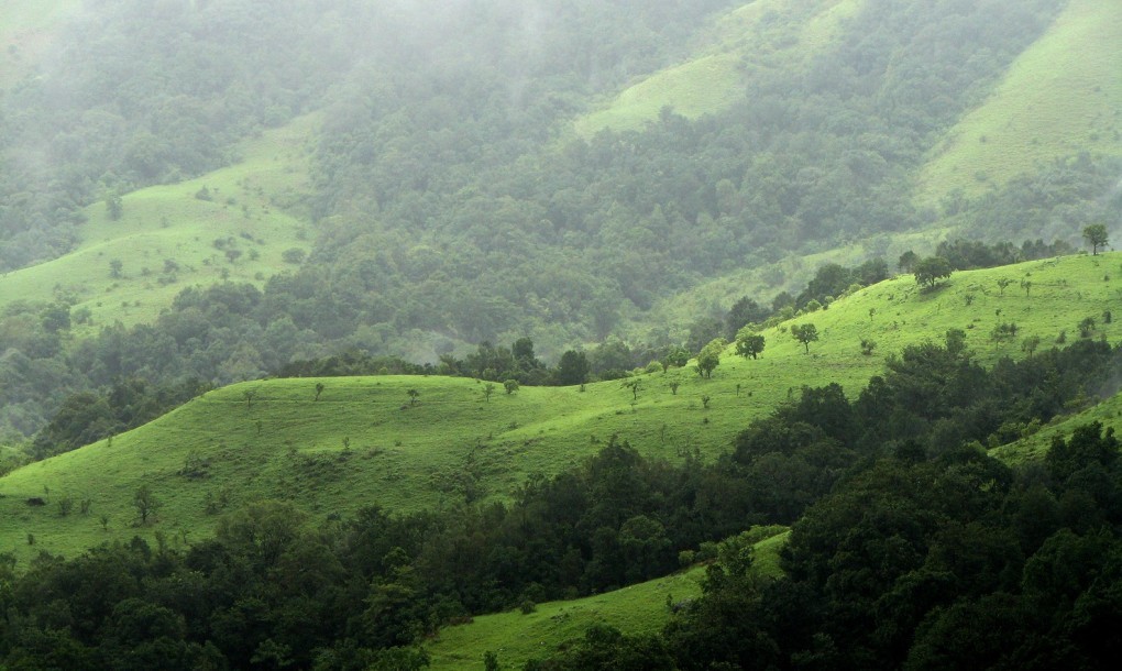 Indian State Planted Guinness World Record-Breaking 50 Million Trees in One Day