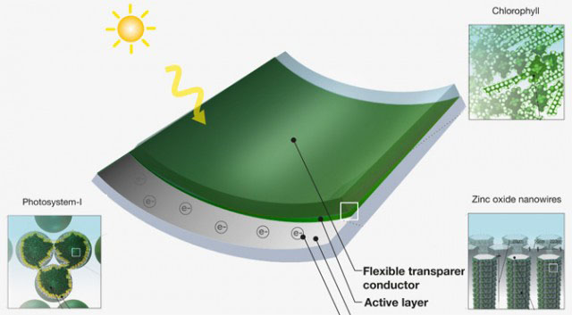 MIT Researcher Creates Solar Cells Out of Grass Clippings