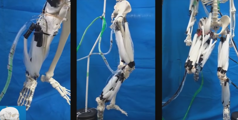 Musculoskeletal Robot Driven by Multifilament Muscles Resembles a Human’s Movements