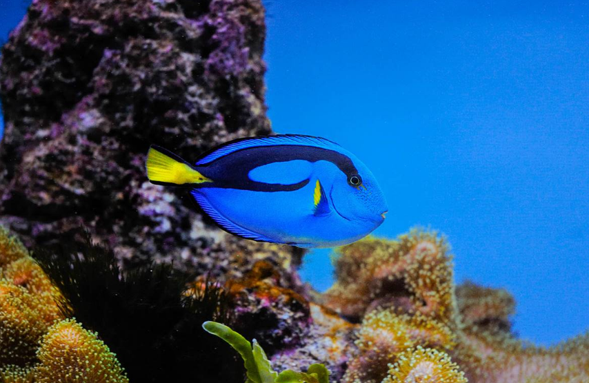 Love Dory in the Movies, But Please Leave Blue Tangs in the Ocean