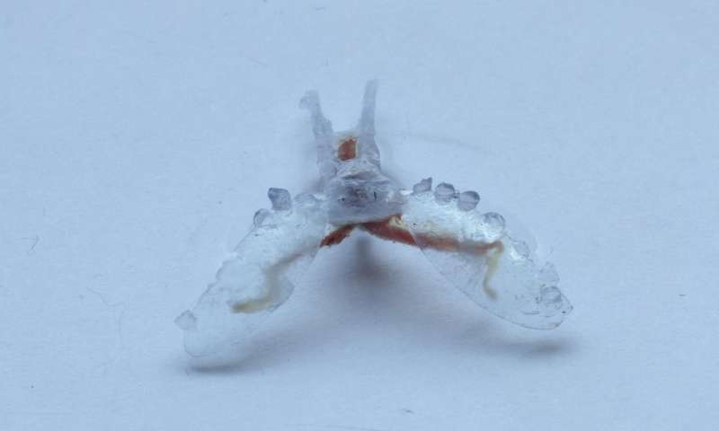 3D Printed Robot is Powered By a Sea Slug’s Mouth Muscle
