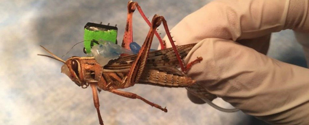 Scientists Transform Locusts Into Cyborg Bomb Detectors