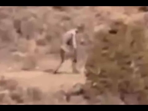 Monster Creature Chupacabra Filmed Roaming Around Portuguese Desert