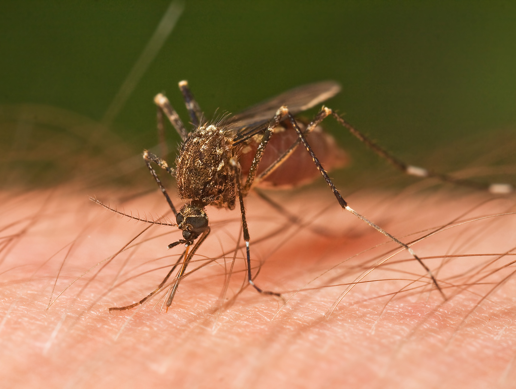 After Taking This Vitamin, You Will NEVER Get Another Bite From a Mosquito Again!
