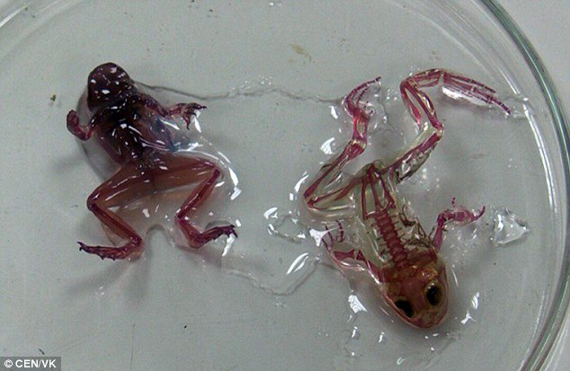 These Scary Looking Mutant Frogs Have See Through Skin