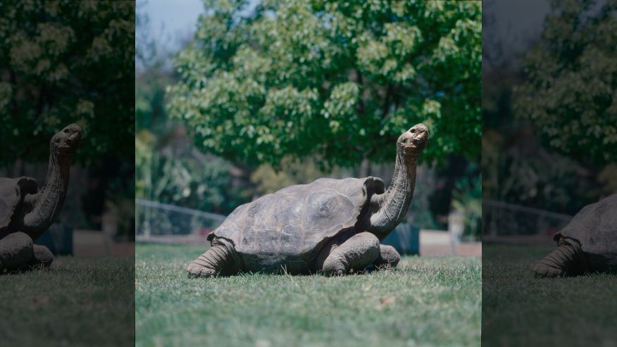 Diego, the Casanova Galapagos Giant Tortoise, Single-Handedly Saves His Species From Extinction