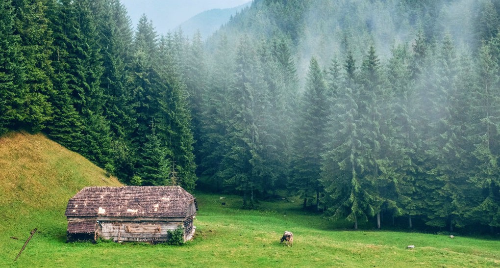 Romania to Protect Some of Europe’s Last Virgin Forests