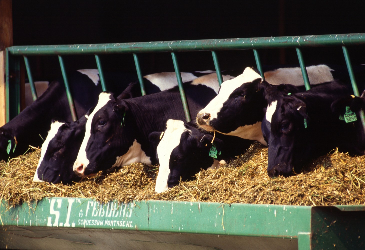 Adding Seaweed to Cattle Feed Could Slash Global Greenhouse Gas Emissions