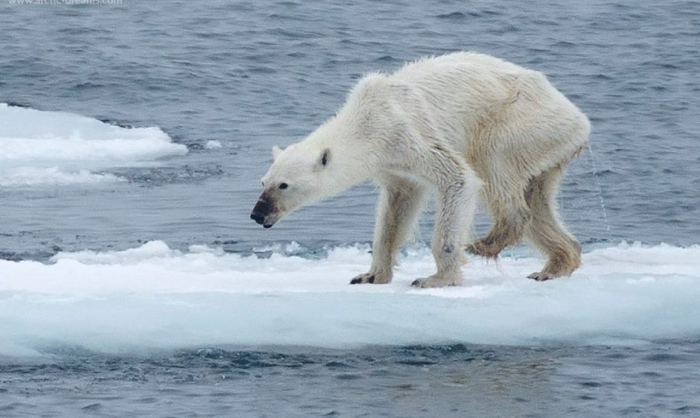 Shocking Photo of a Polar Bear Signals Tragedy Ahead in the Arctic