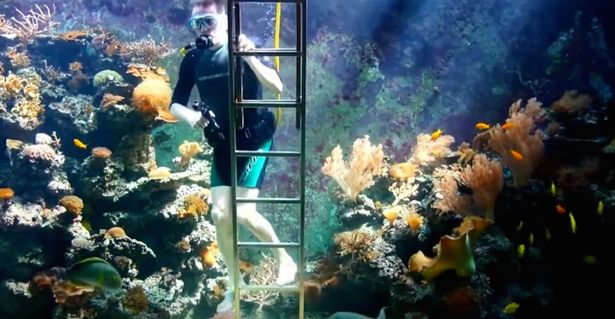 This Man Built an Aquarium in His Living Room Large Enough for Scuba Diving