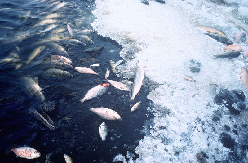 Pollution Kills Fish