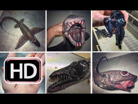 This Russian Fisherman Has Been Posting Terrifying ‘Alien Creatures’ of the Deep on Twitter