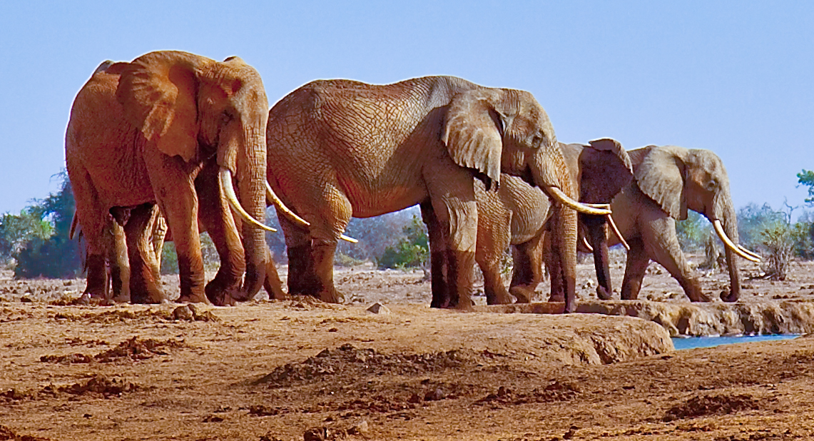Finally, China Bans Ivory Trade